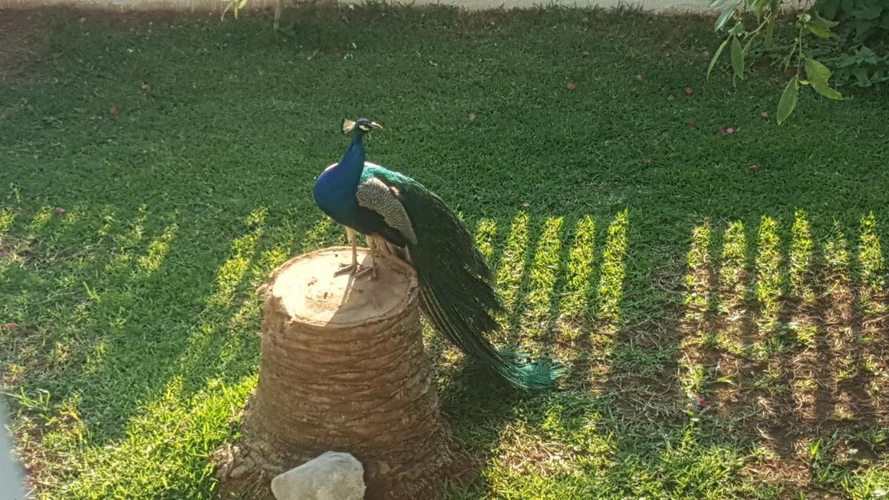 Per Mare Villa Loutra Oraias Elenis Bagian luar foto